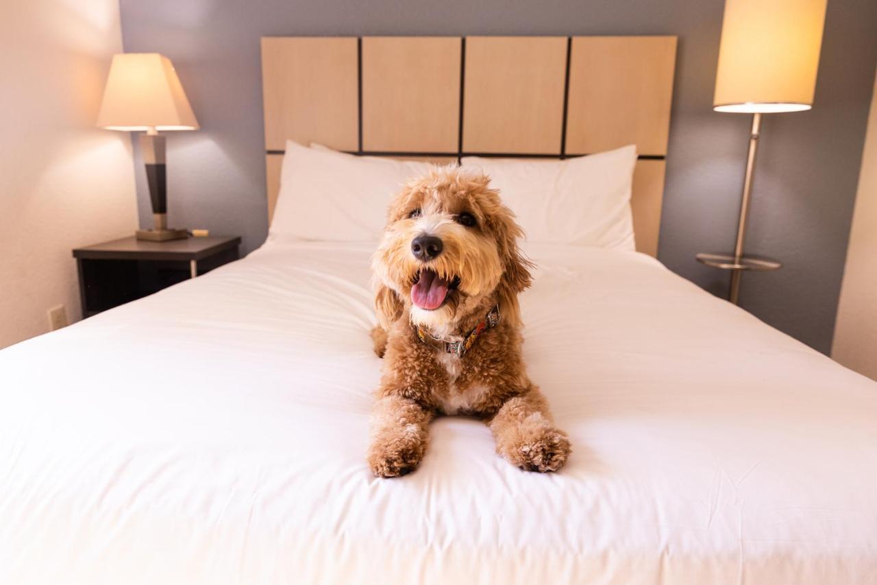 Sonesta Simply Suites St Louis Earth City Εξωτερικό φωτογραφία